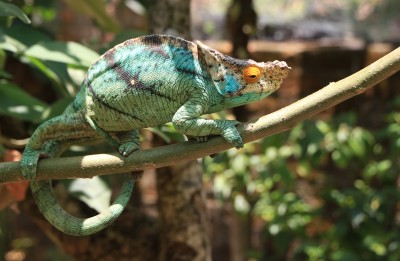 parson chameleon female